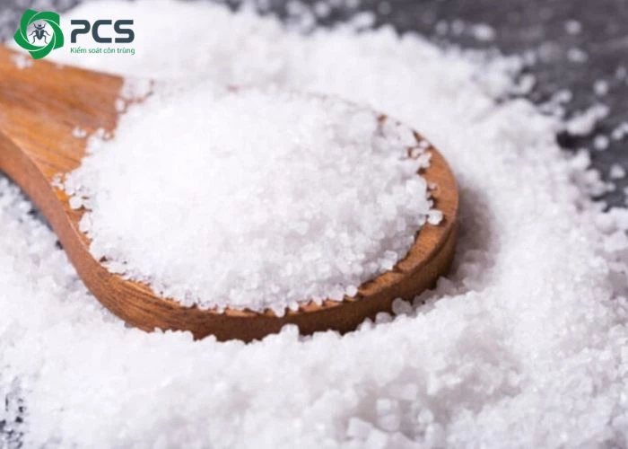cách diệt kiến đen trong nhà